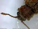 Angular Fungus Beetle - photo 4