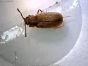 Angular Fungus Beetle - photo 5