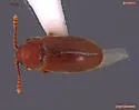 Cryptophagus bidentatus