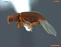 Cryptophagus bidentatus - photo 2