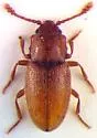 Cryptophagus bussi