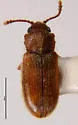 Cellar Beetle