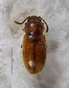 Cellar Beetle - photo 3