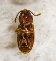 Cellar Beetle - photo 4