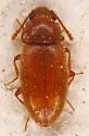 Cryptophagus cf-histricus