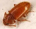 Cryptophagus cf-histricus - photo 2