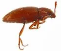 Cryptophagus cf-histricus - photo 3
