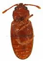 Cryptophagus cf-histricus - photo 4