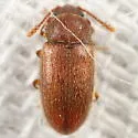 Cryptophagus cf-histricus - photo 5
