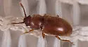 Cryptophagus cf-setulosus