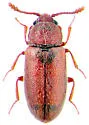 Cryptophagus corticinus