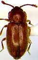 Cryptophagus croeceus