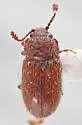 Cryptophagus croeceus - photo 2