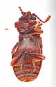 Cryptophagus croeceus - photo 3