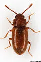 Cryptophagus dentatus