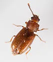 Cryptophagus dentatus - photo 2