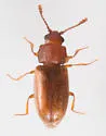 Cryptophagus dentatus - photo 3