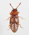 Cryptophagus dentatus - photo 4