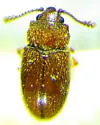Cryptophagus difficilis - Cryptophagus difficilis