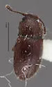 Cryptophagus difficilis - photo 2