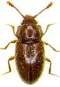 Cryptophagus difficilis - photo 3