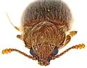 Cryptophagus discedens - photo 2