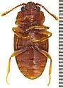 Cryptophagus discedens - photo 3