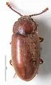 Cryptophagus lapponicus - Cryptophagus lapponicus