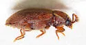 Cryptophagus lapponicus - photo 3