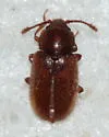 Cryptophagus laticollis - Cryptophagus laticollis