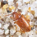 Cryptophagus laticollis - photo 2