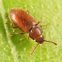 Cryptophagus laticollis - photo 3