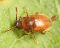 Cryptophagus laticollis - photo 4