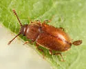 Cryptophagus laticollis - photo 5