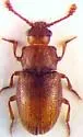Cryptophagus magdalenamontanus
