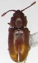 Cryptophagus pilosus - Cryptophagus pilosus