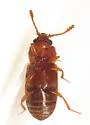 Cryptophagus pseudodentatus - photo 2