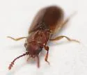 Cryptophagus pseudodentatus - photo 3