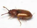Cryptophagus pseudodentatus - photo 4