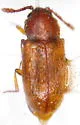 Cryptophagus pseudodentatus - photo 5