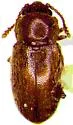 Cryptophagus punctipennis - Cryptophagus punctipennis