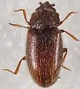 Cryptophagus punctipennis - photo 2
