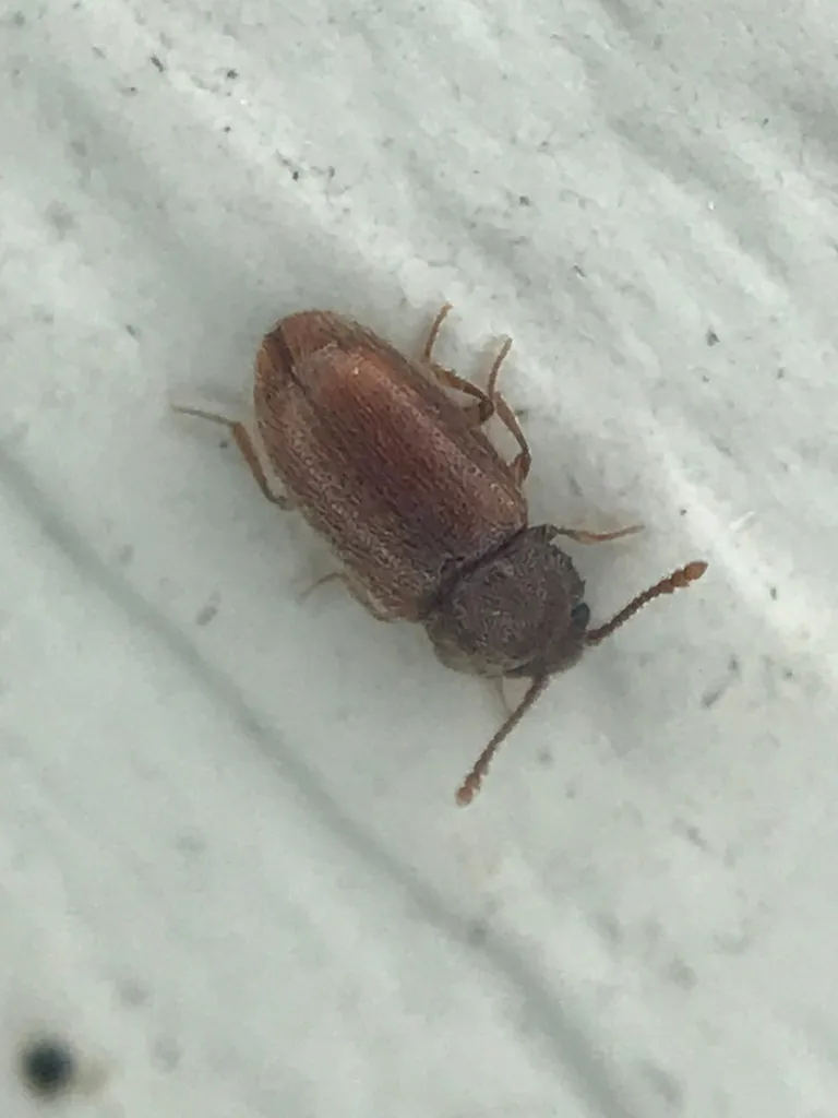 Cryptophagus setulosus - photo 2