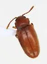 Cryptophagus stromus - Cryptophagus stromus