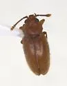 Cryptophagus stromus - photo 2