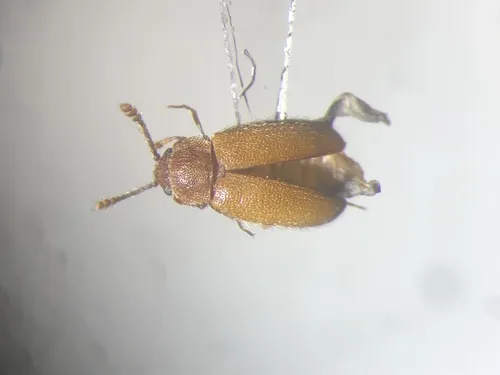 Cryptophagus subfumatus 0 - Cryptophagus subfumatus