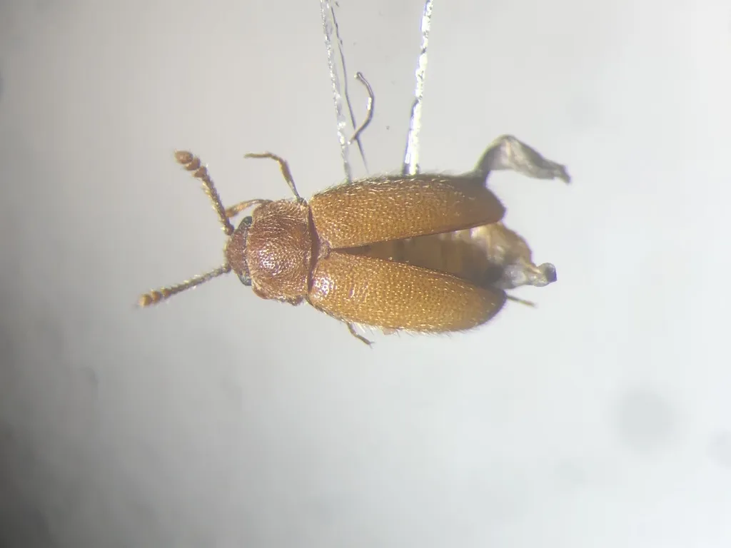 Cryptophagus subfumatus 0 - photo 2