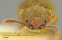 Cryptophagus tuberculosus - photo 4