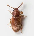 Cryptophagus valens - photo 2
