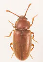 Cryptophagus valens - photo 3